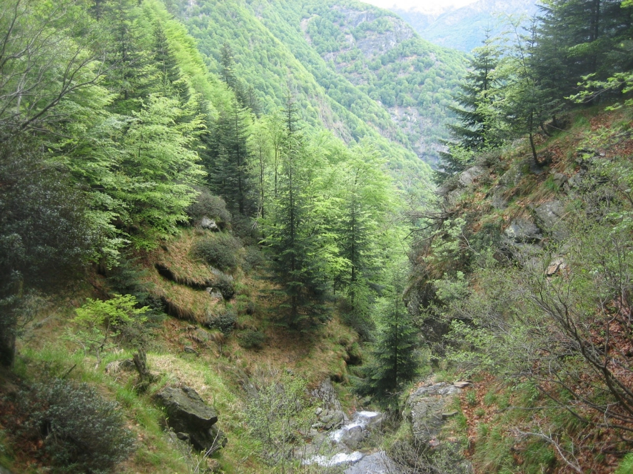 Un esempio di bosco “misto” a Lodano: in Ticino la specie arborea più diffusa è il castagno.