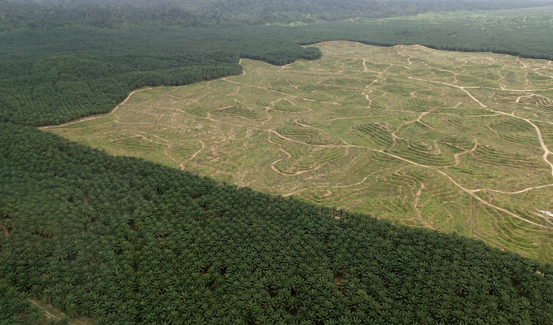 Piantagioni a perdita d’occhio: nella sola provincia del Kalimantan, in Indonesia, oltre 15 milioni di ettari di terreni sono ormai coltivati con palme da olio.
