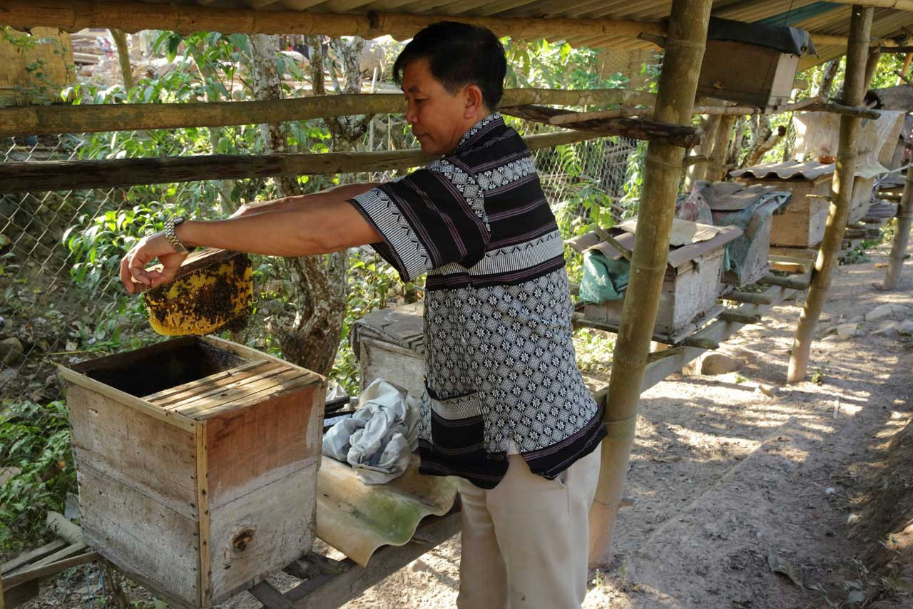 In Laos l’apicoltura è praticata con successo: fornisce miele e cera d’api alle famiglie contadine, migliorando il loro reddito.