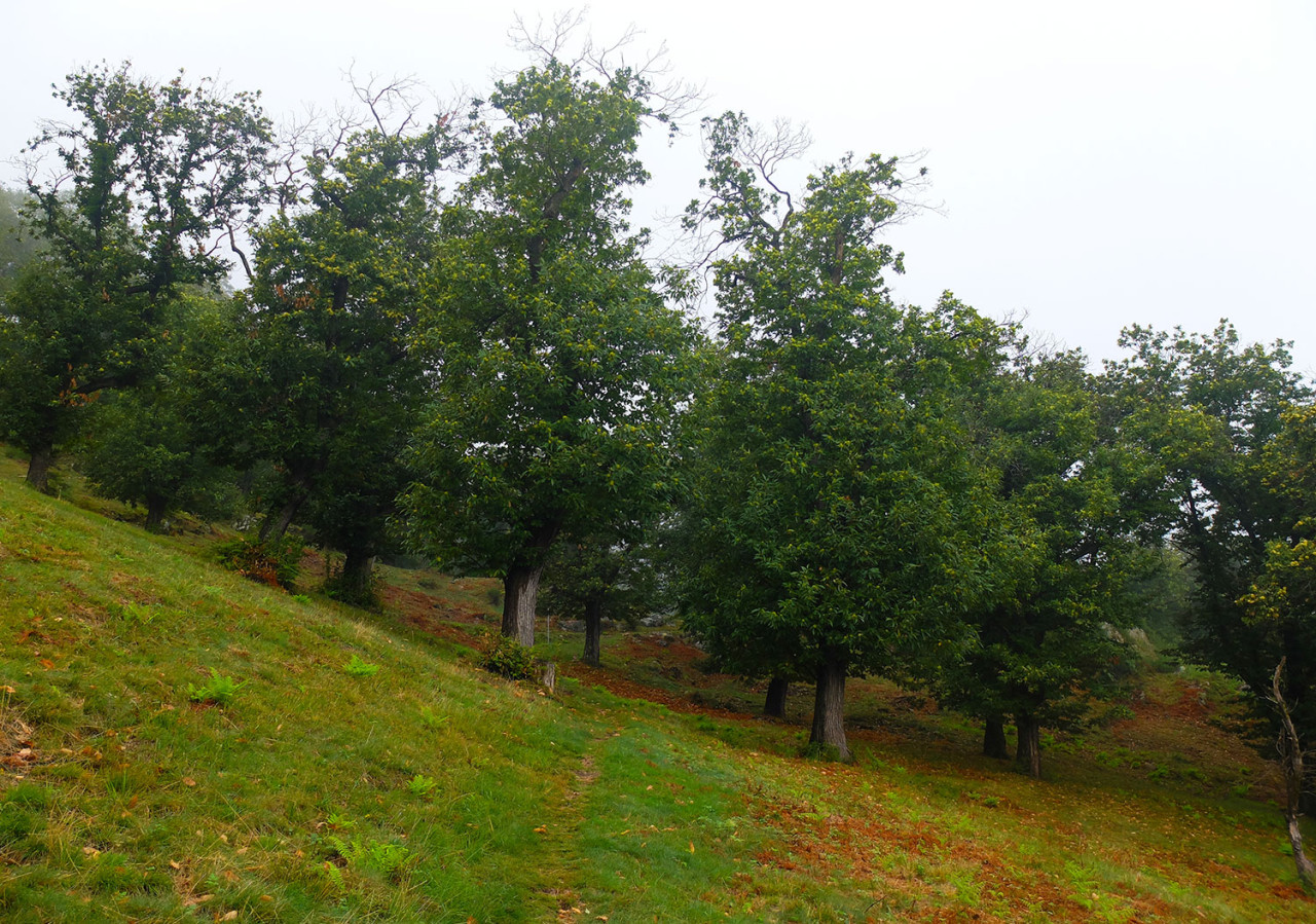 Selva Casnotta: oggi si contano al Sud delle Alpi circa 450 ettari di selve in uno stato di gestione continua, anche grazie alla collaborazione delle aziende agricole già presenti e attive sul territorio cantonale.