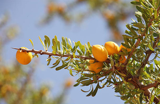 L'albero di argan cresce esclusivamente in Marocco. Dal 1998, l’Arganeraie Biosphere Reserve è riconosciuta come patrimonio mondiale dell'UNESCO.