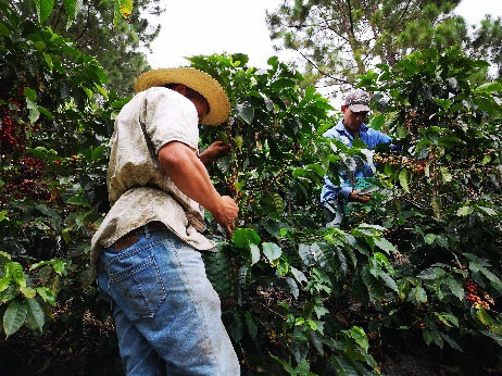 Nella regione di Boaco in Nicaragua, secondo paese più povero al mondo dopo Haiti, crescono rigogliose le piante da cui nasce il nuovo caffè di claro.